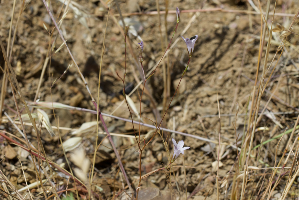 Ravenella exigua (Chaparral harebell), native California herb