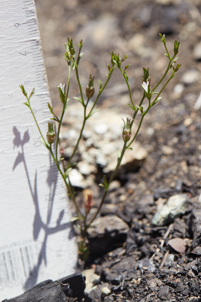 Ravenella griffinii (Griffin's bellflower), native California herb
