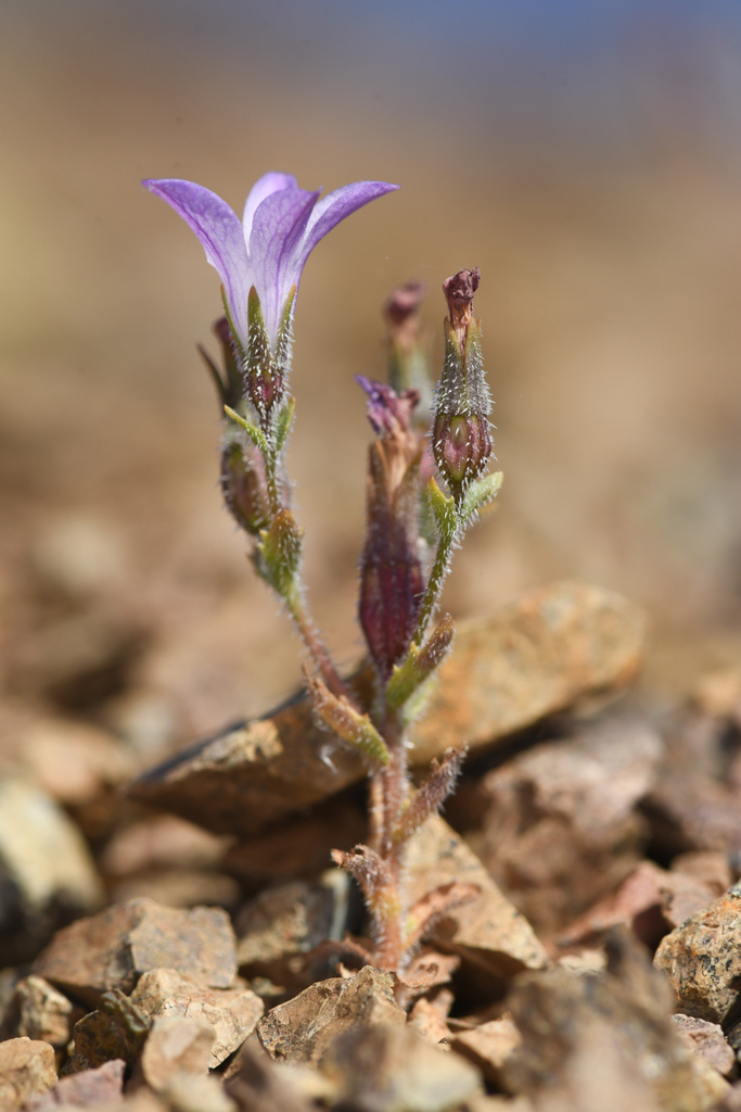 Ravenella sharsmithiae (Sharsmith's harebell), native California herb