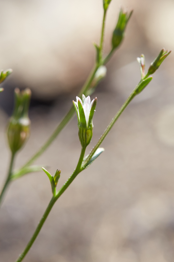 Ravenella sp. (Harebell), California annual