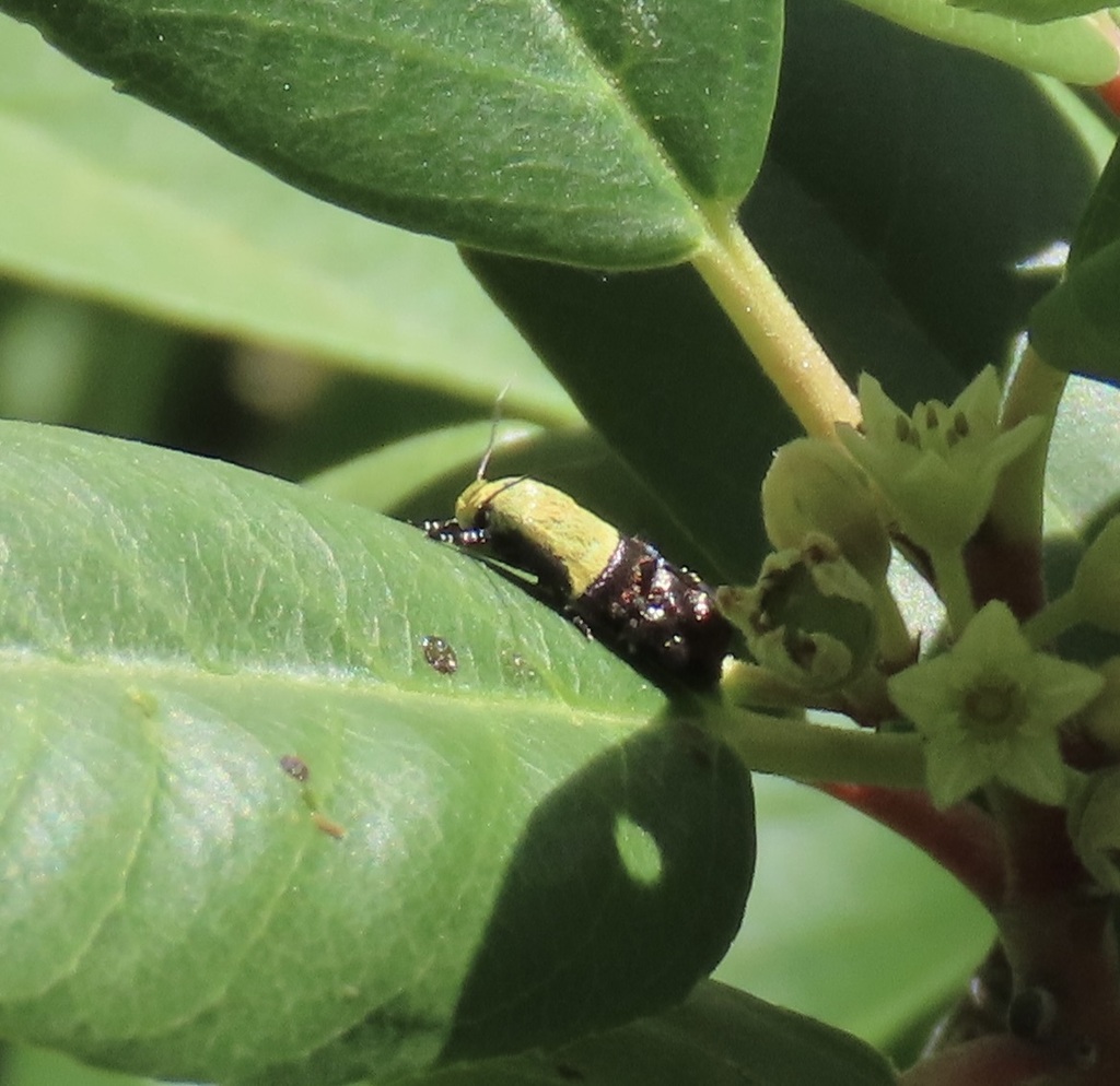 Rectiostoma fernaldella, California species