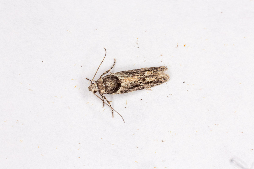 Recurvaria nanella (Lesser Bud Moth), California species