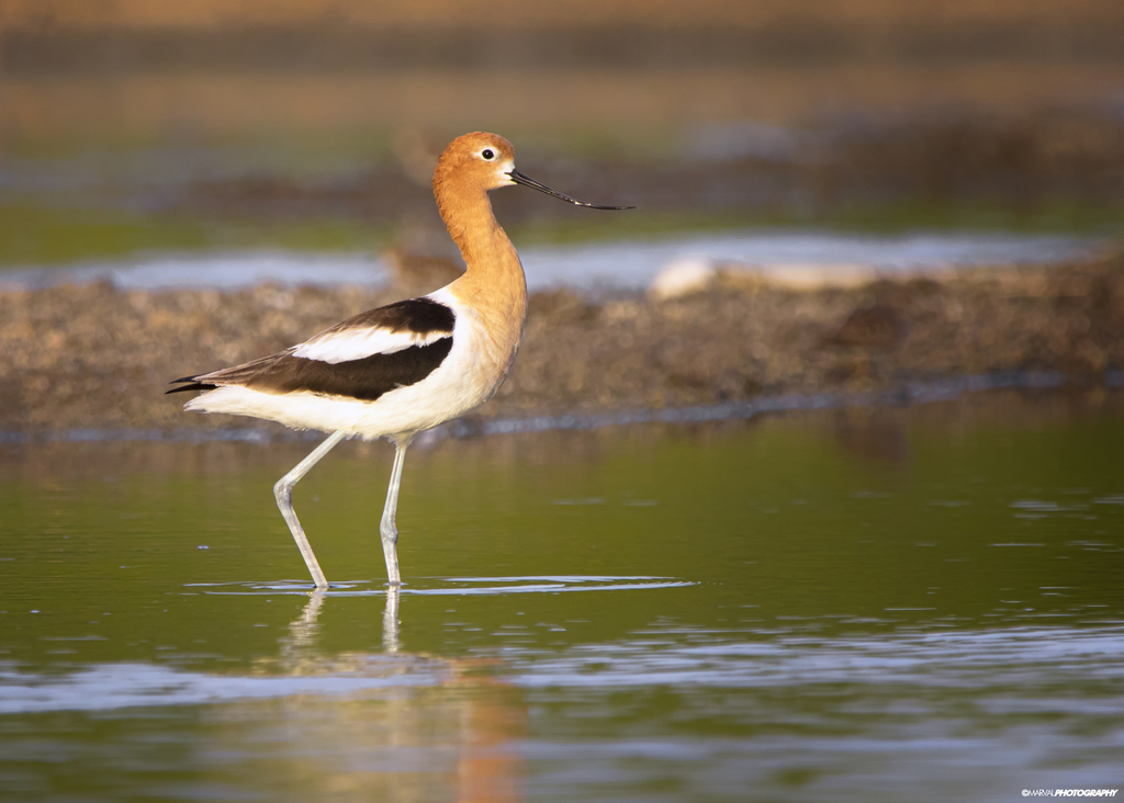 Recurvirostra americana (American Avocet), California species