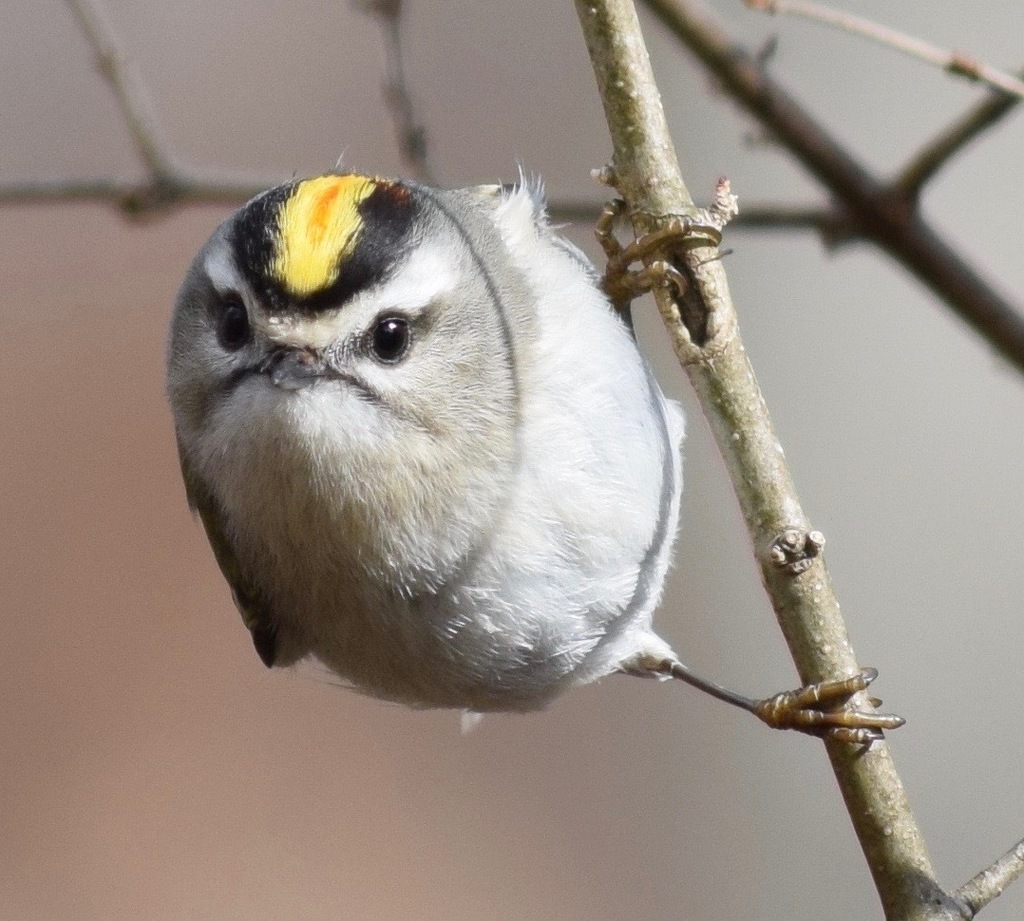 Regulus satrapa (Golden-crowned Kinglet), California species