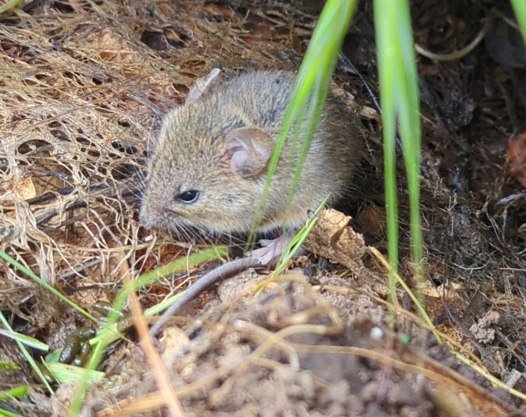 Reithrodontomys megalotis (Western Harvest Mouse), California species