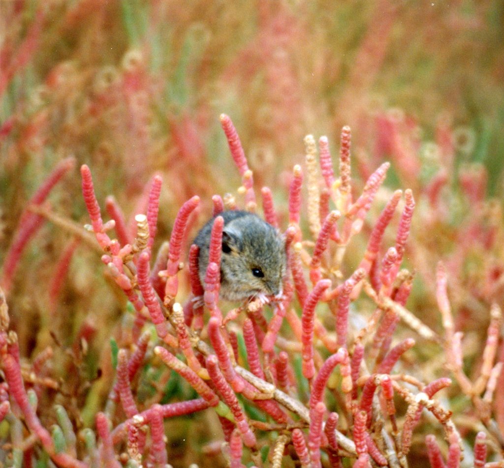 Reithrodontomys megalotis santacruzae (Santa Cruz Harvest Mouse), California species