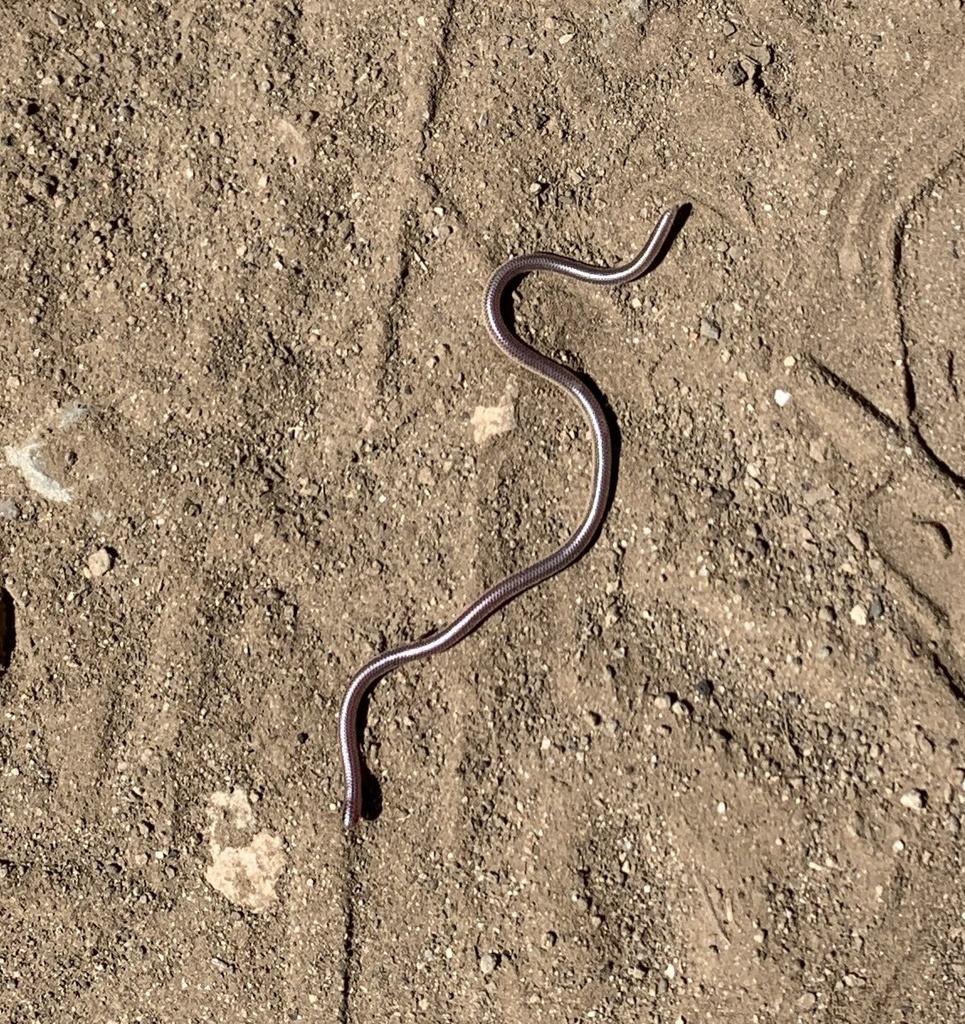 Rena humilis (Western Threadsnake), California species