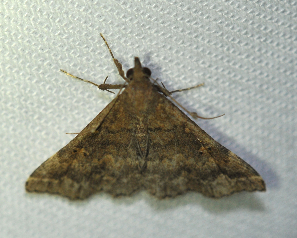 Renia factiosalis (Sociable Renia Moth), California species