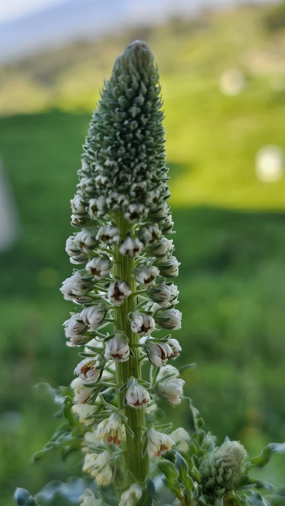 Reseda alba (White mignonette), non-native California herb