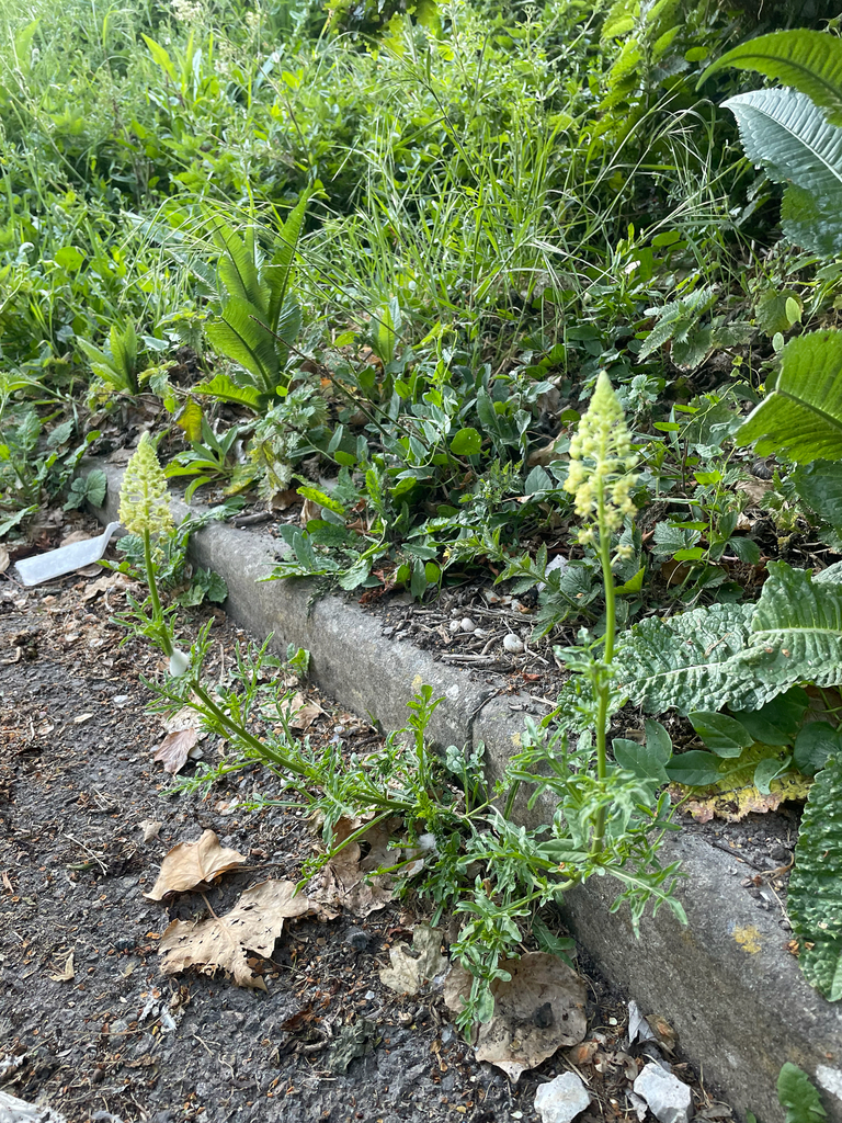 Reseda lutea (Yellow mignonette), non-native California herb