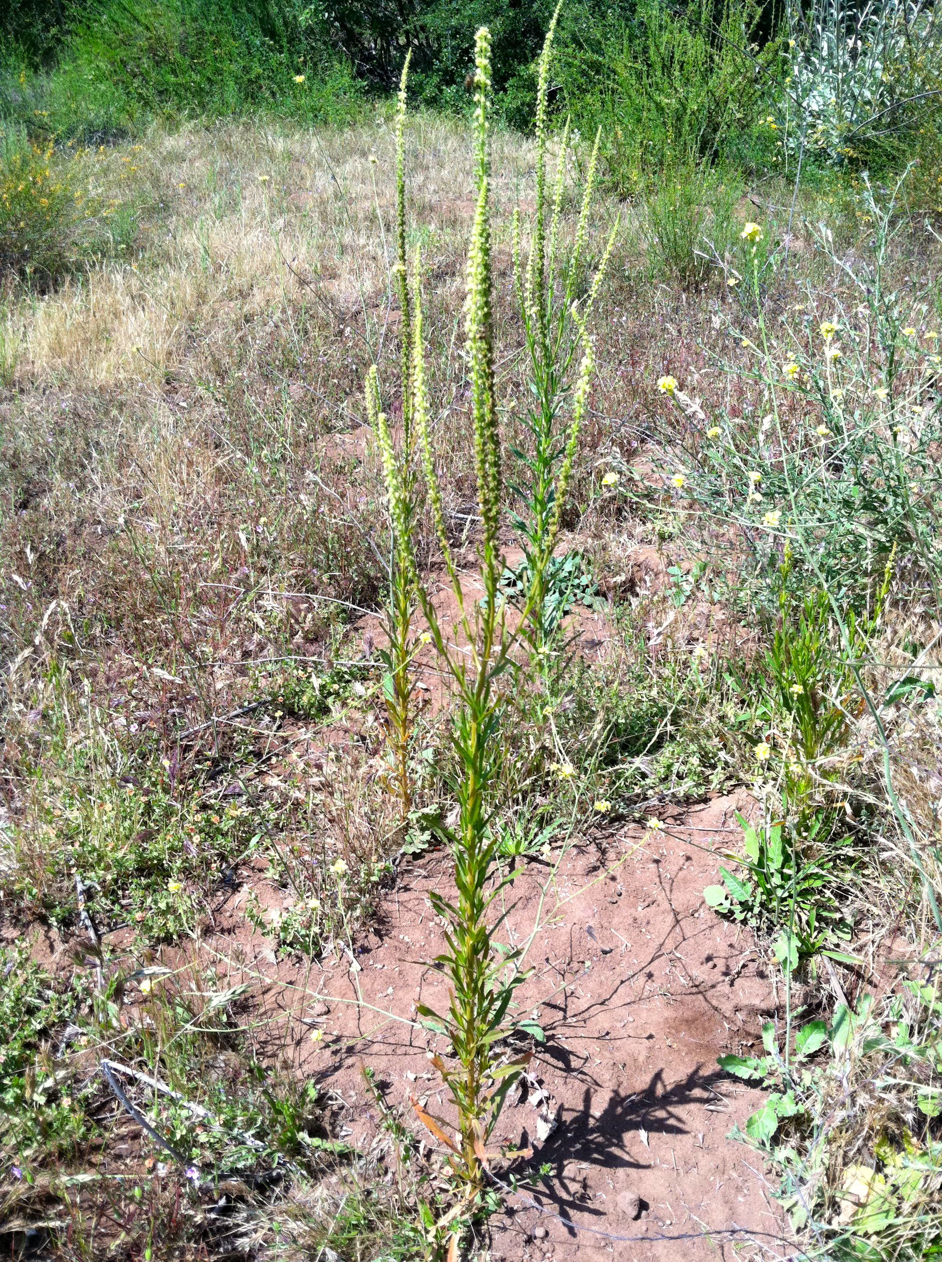Reseda luteola (Dyer's rocket), non-native California herb