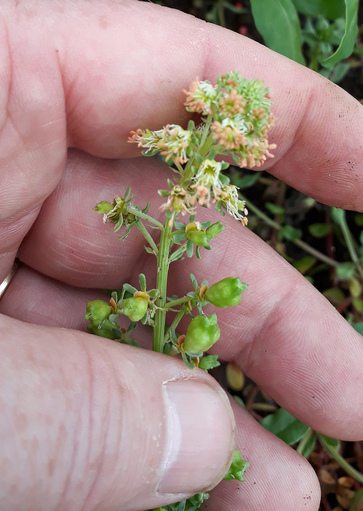 Reseda odorata (Garden mignonette), non-native California herb