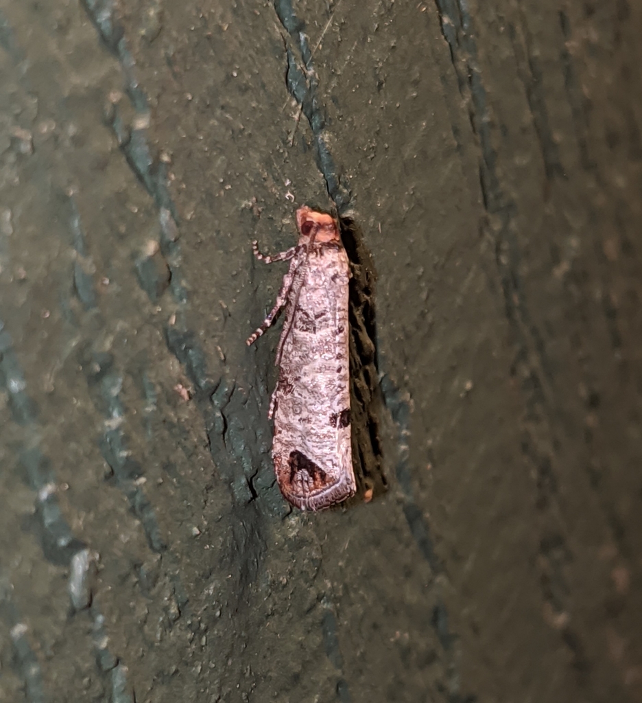 Retinia picicolana, California species