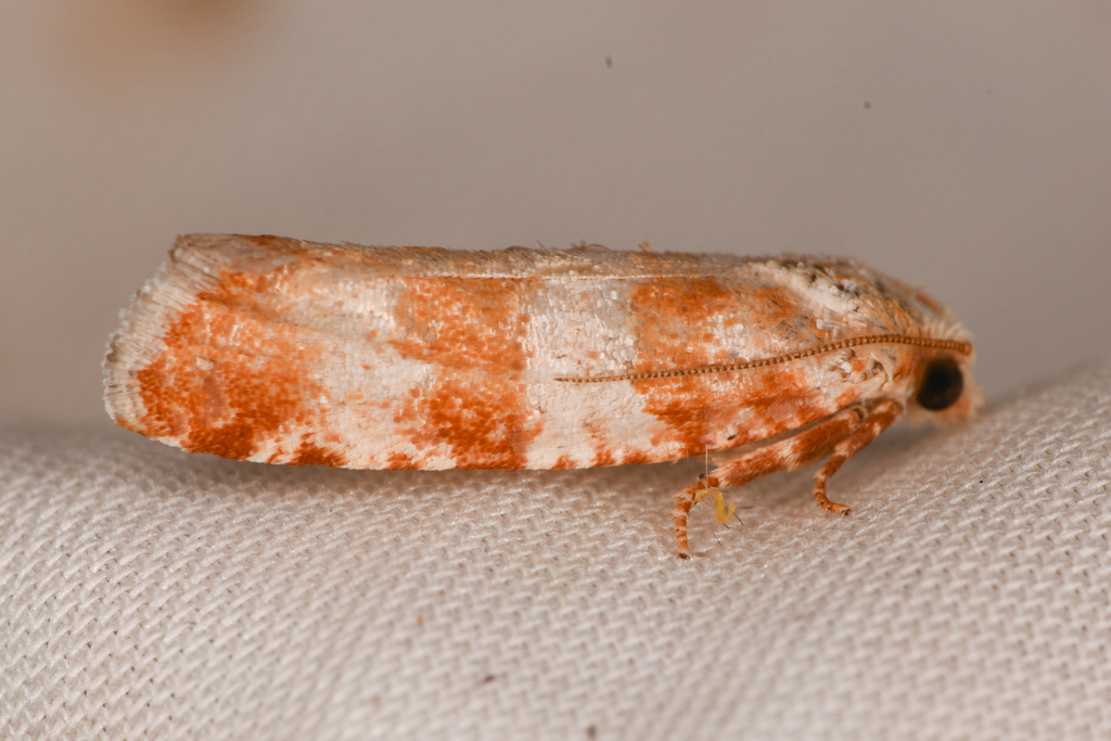 Retinia sabiniana, California species