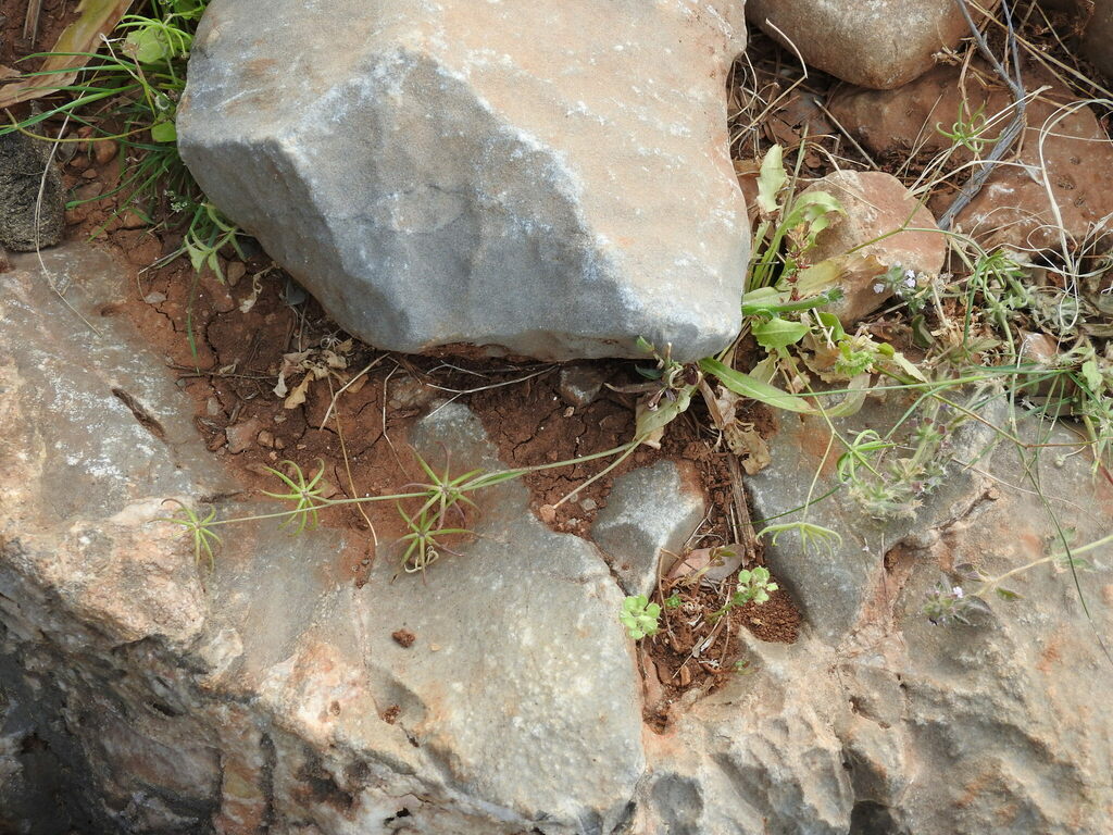 Rhagadiolus stellatus (Endive daisy), non-native California herb