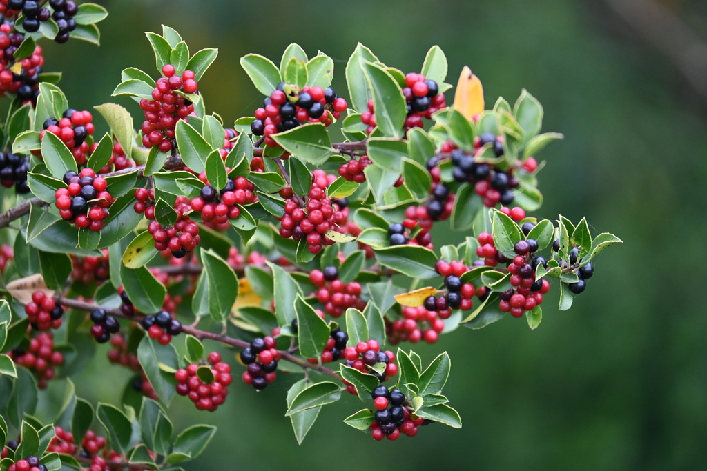 Rhamnus alaternus (Italian buckhorn), non-native California shrub