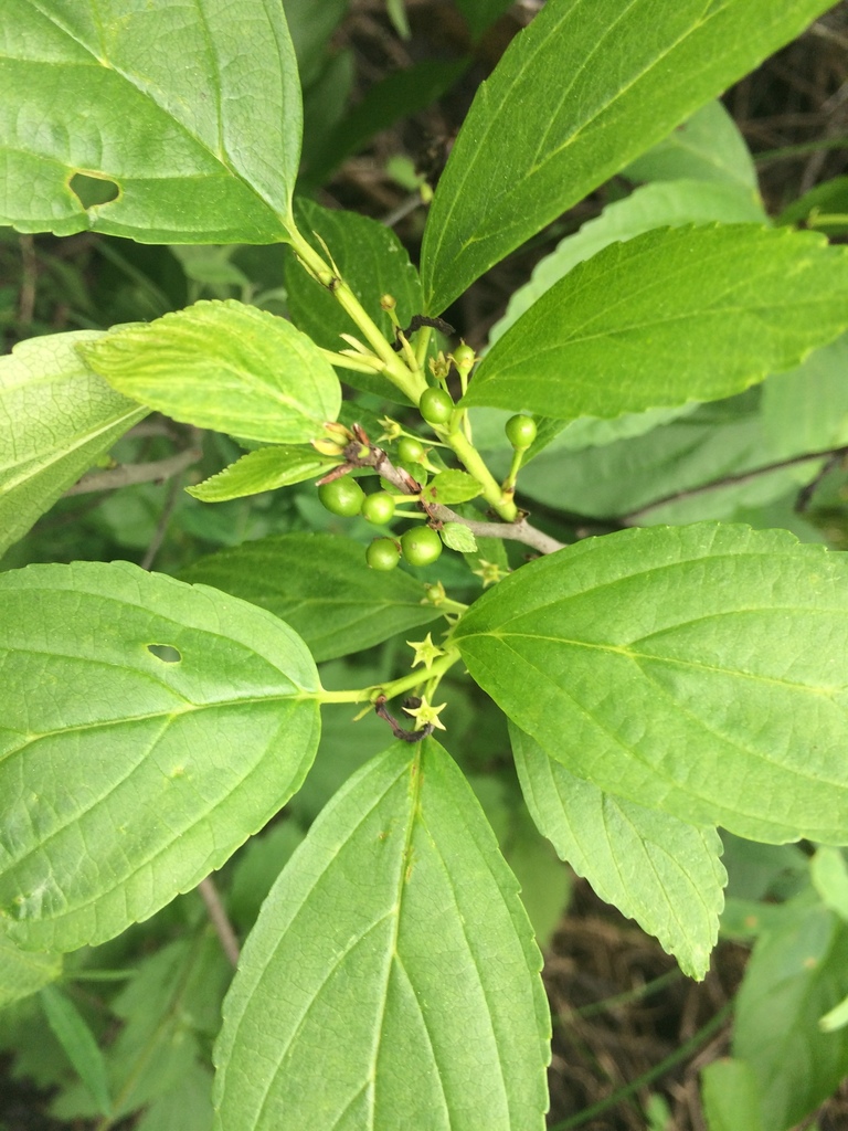 Rhamnus alnifolia (Alder buckthorn), native California shrub