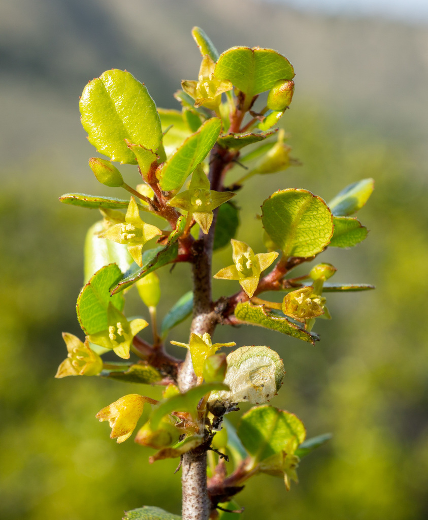 Rhamnus crocea (Spiny redberry), native California shrub / tree
