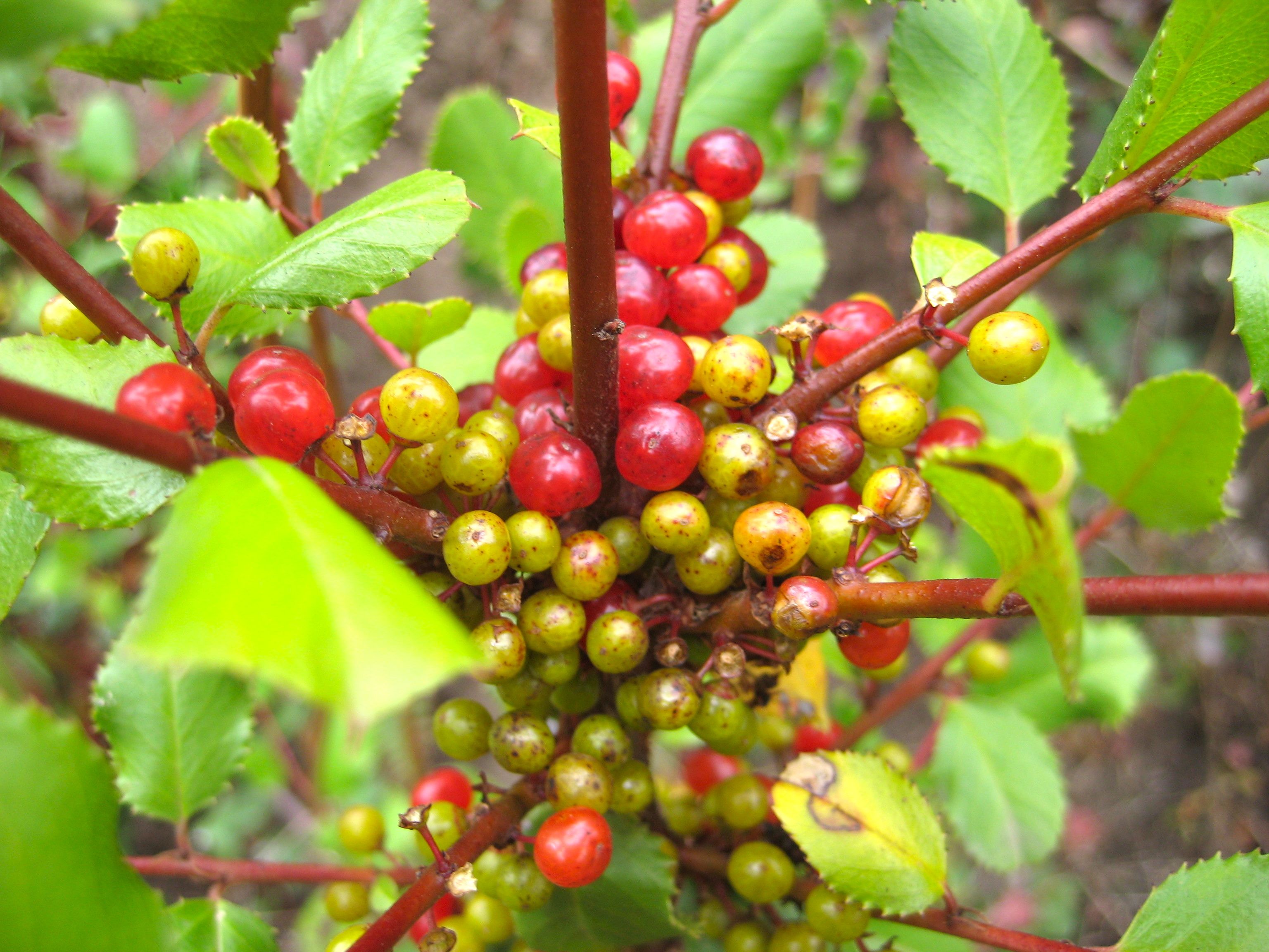 Rhamnus ilicifolia (Hollyleaf redberry), native California shrub / tree