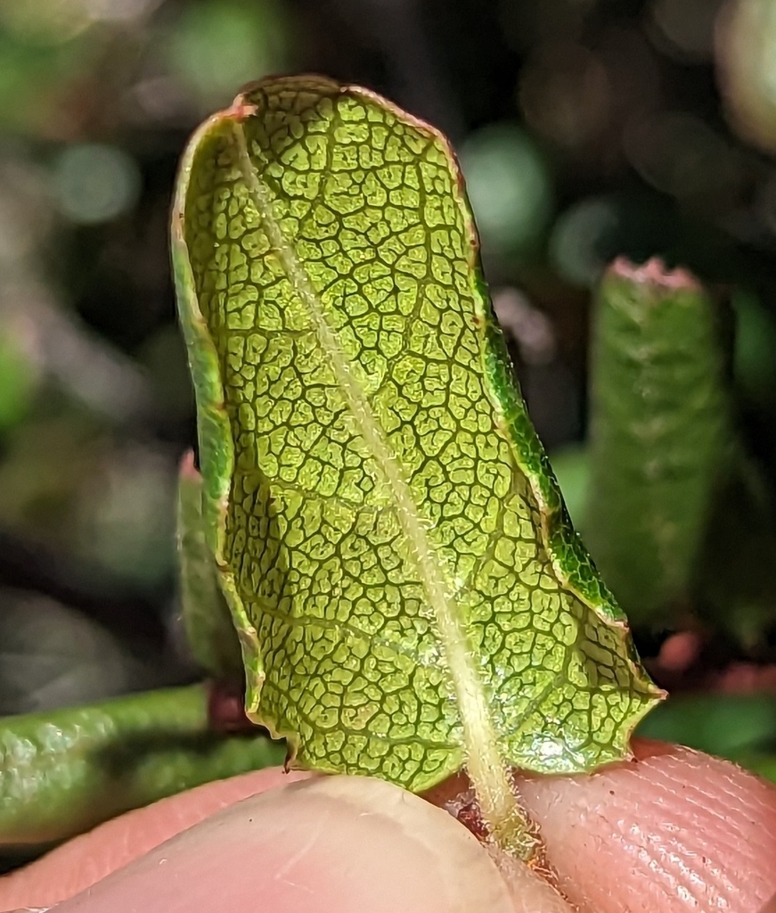 Rhamnus pilosa (Hairyleaf redberry), native California shrub