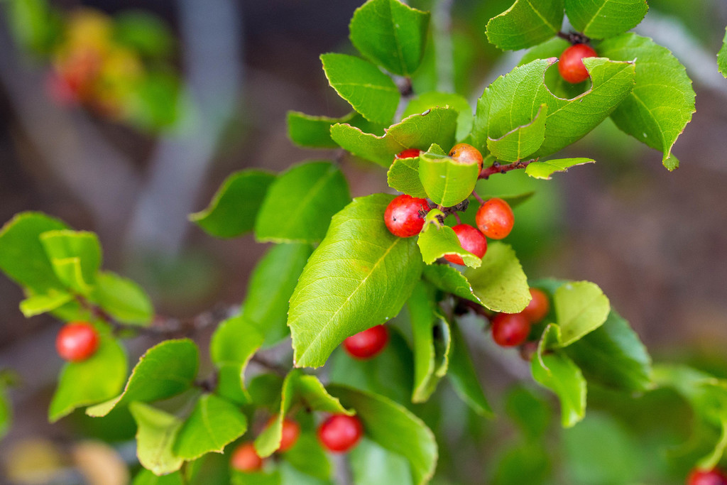 Rhamnus pirifolia (Island redberry), native California shrub / tree