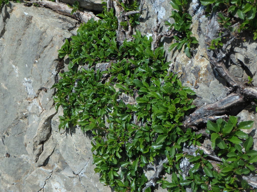 Rhamnus sp. (Buckthorn), non-native California shrub