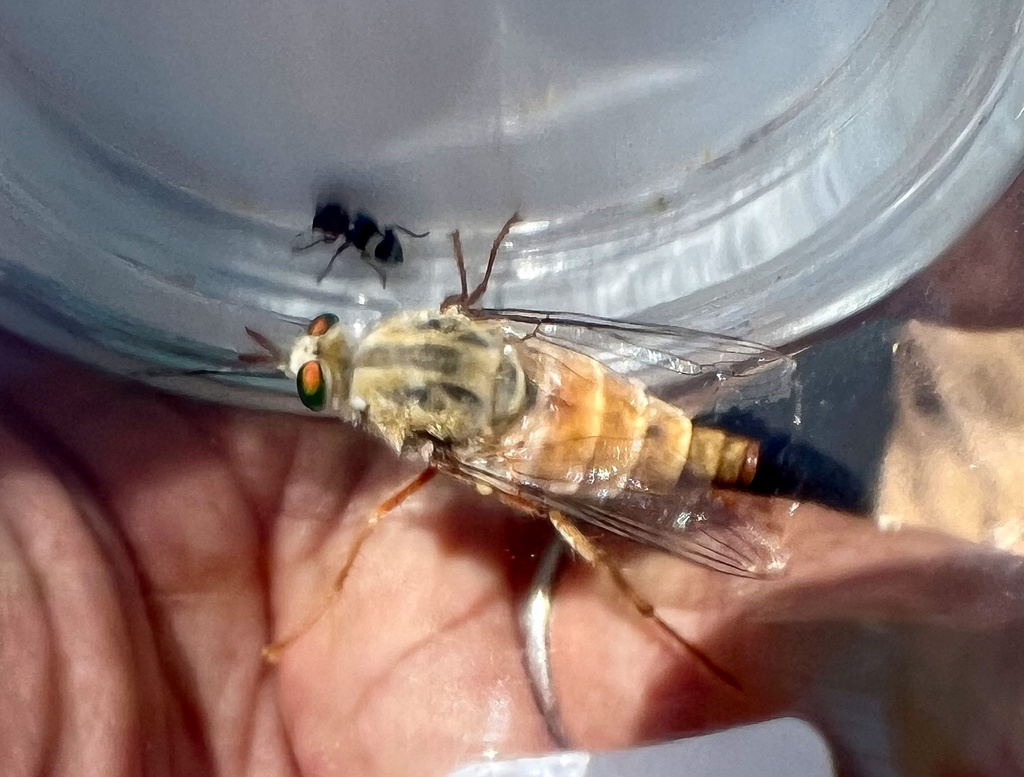 Rhaphiomidas acton, California species