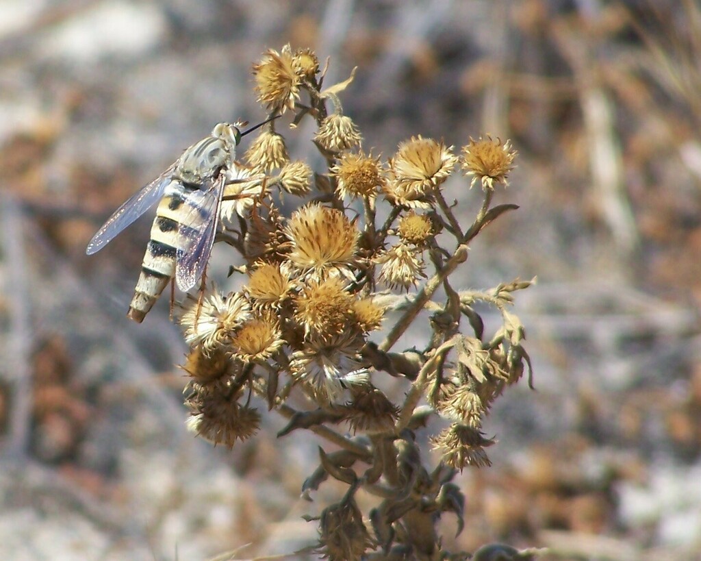 Rhaphiomidas terminatus abdominalis (Delhi sands flower-loving fly), California species