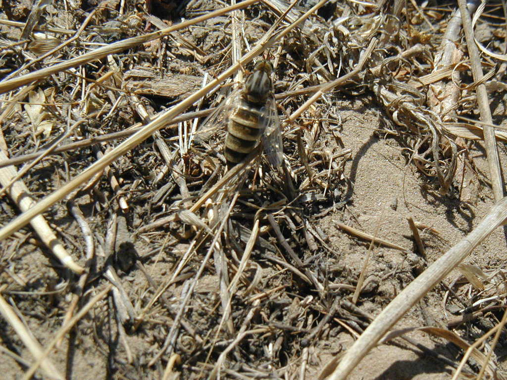 Rhaphiomidas trochilus (San Joaquin Valley Giant Flower-loving Fly), California species