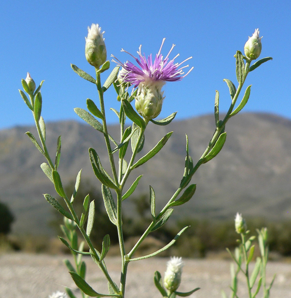Rhaponticum repens (Russian knapweed), non-native California herb