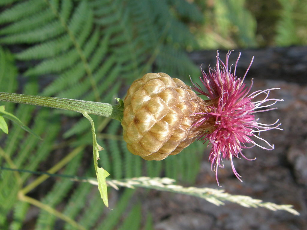 Rhaponticum sp., California perennial
