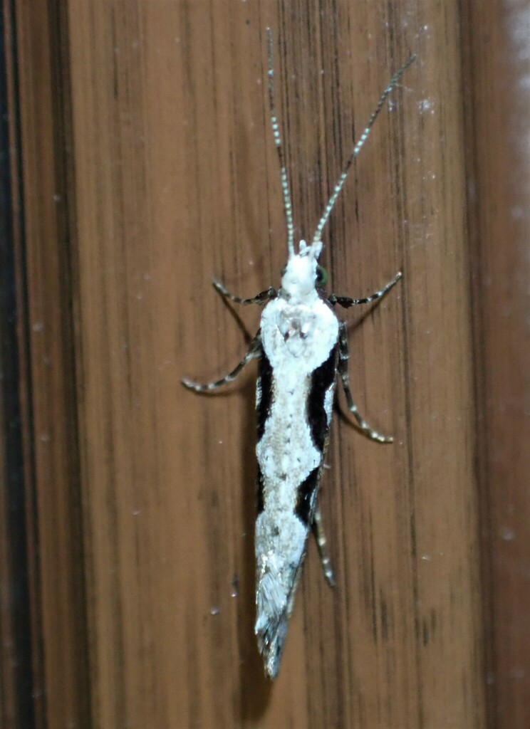Rhigognostis interrupta, California species