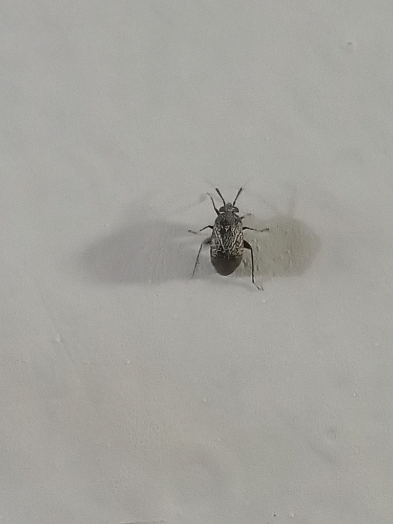 Rhinacloa forticornis (Western Plant Bug), California species