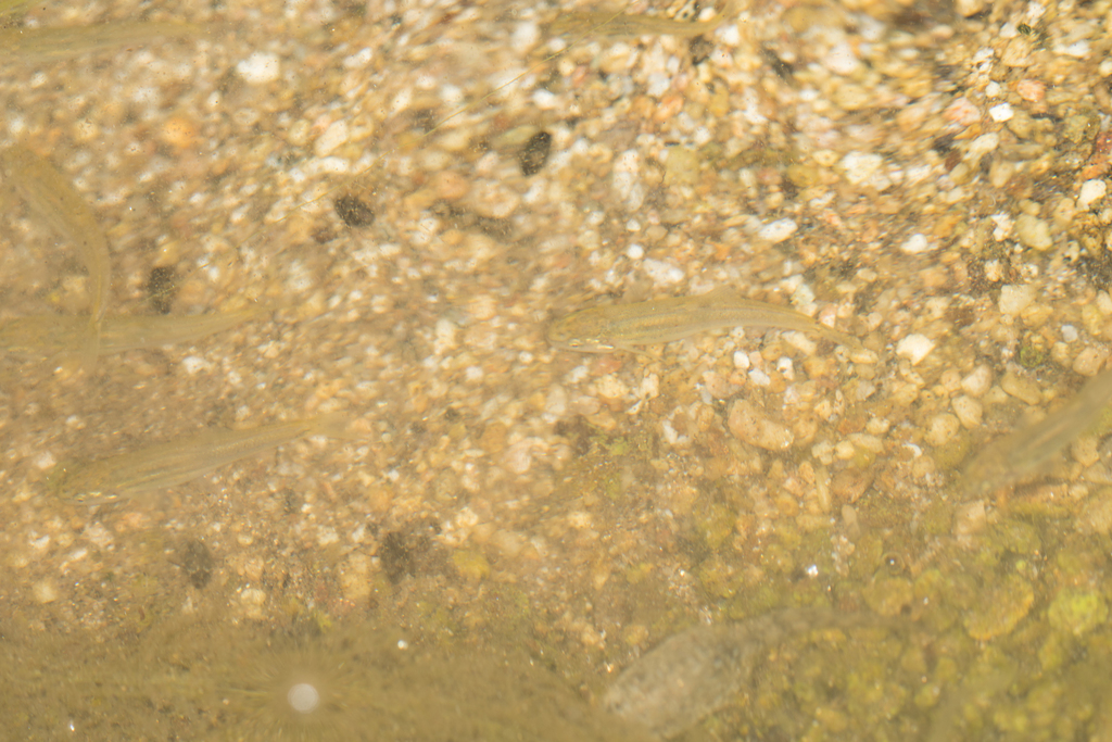 Rhinichthys gabrielino (Santa Ana Speckled Dace), California species
