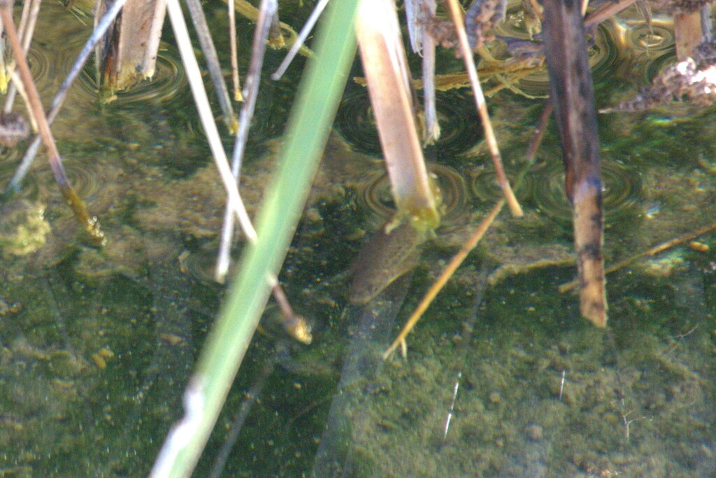 Rhinichthys nevadensis nevadensis (Amargosa Speckled Dace), California species