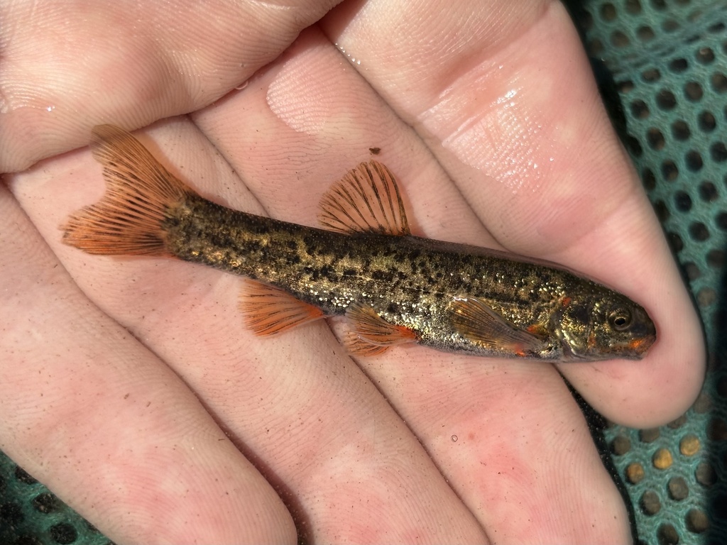 Rhinichthys osculus ssp. 2 (Owens Speckled Dace), California species