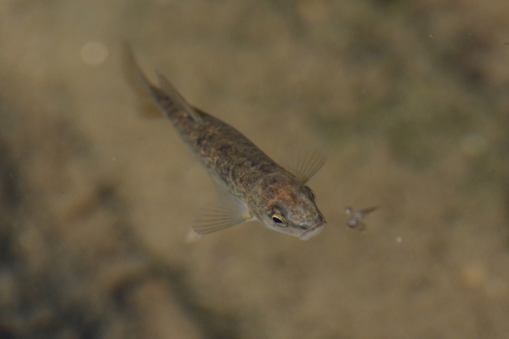 Rhinichthys osculus (Speckled dace), California species