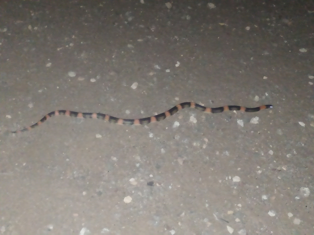 Rhinocheilus lecontei (Long-Nosed Snake), California species