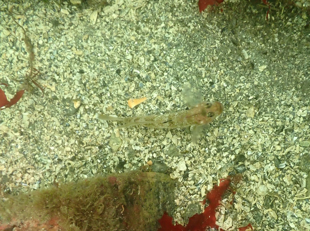 Rhinogobiops nicholsii (Blackeye Goby), California species