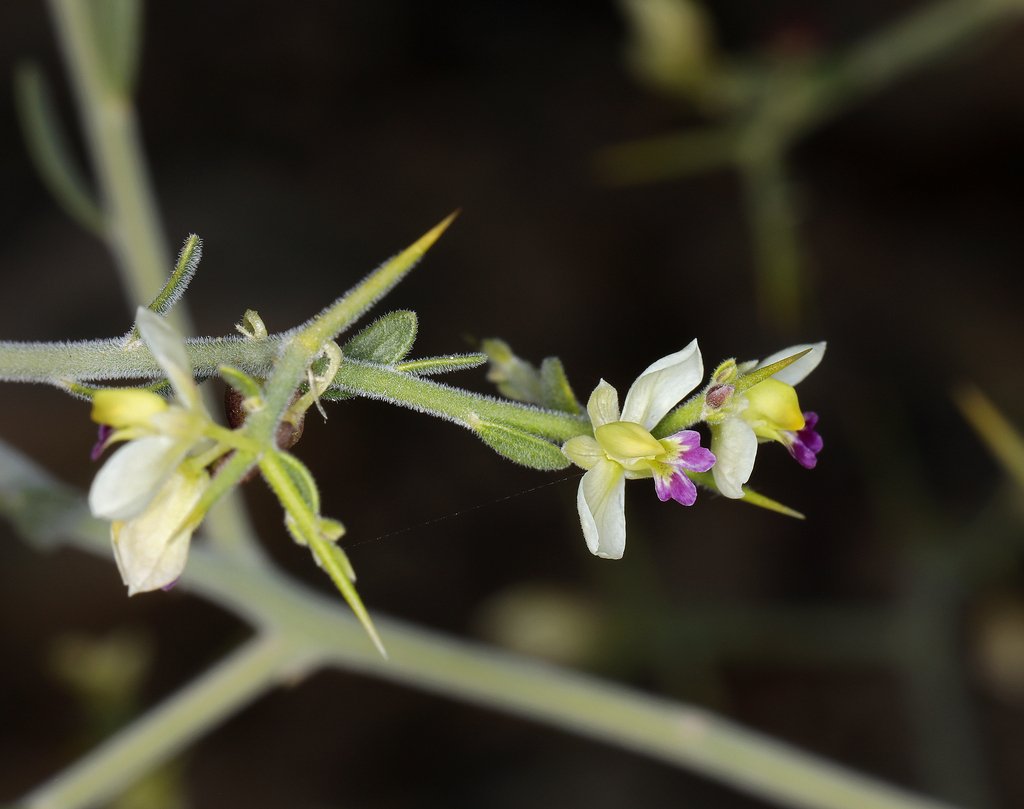 Rhinotropis acanthoclada (Thorny milkwort), native California shrub