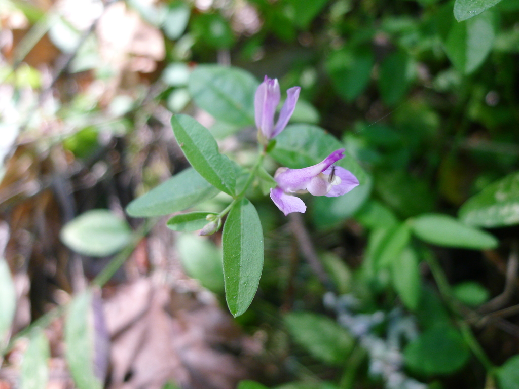 Rhinotropis californica (California milkwort), native California subshrub