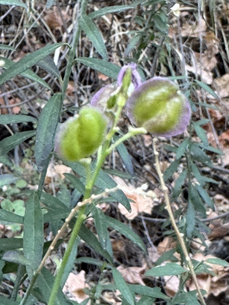 Rhinotropis cornuta var. cornuta (Sierra milkwort), native California shrub