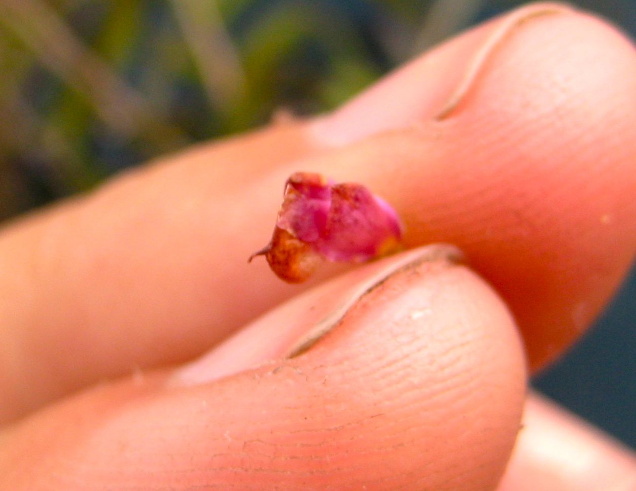 Rhinotropis cornuta var. fishiae (Fish's milkwort), native California shrub