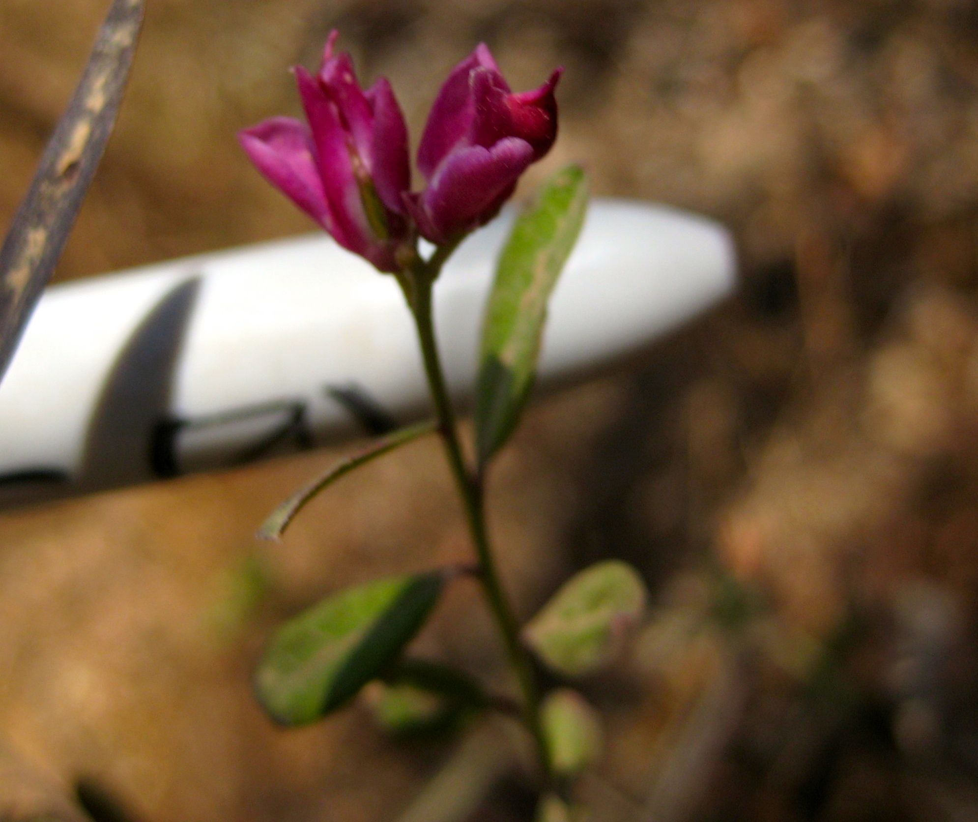 Rhinotropis cornuta (Sierra milkwort), native California shrub