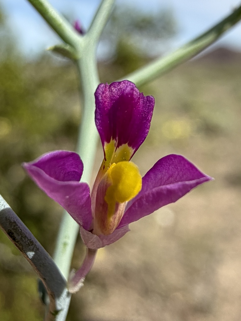 Rhinotropis heterorhyncha (Notch-beaked milkwort), native California subshrub