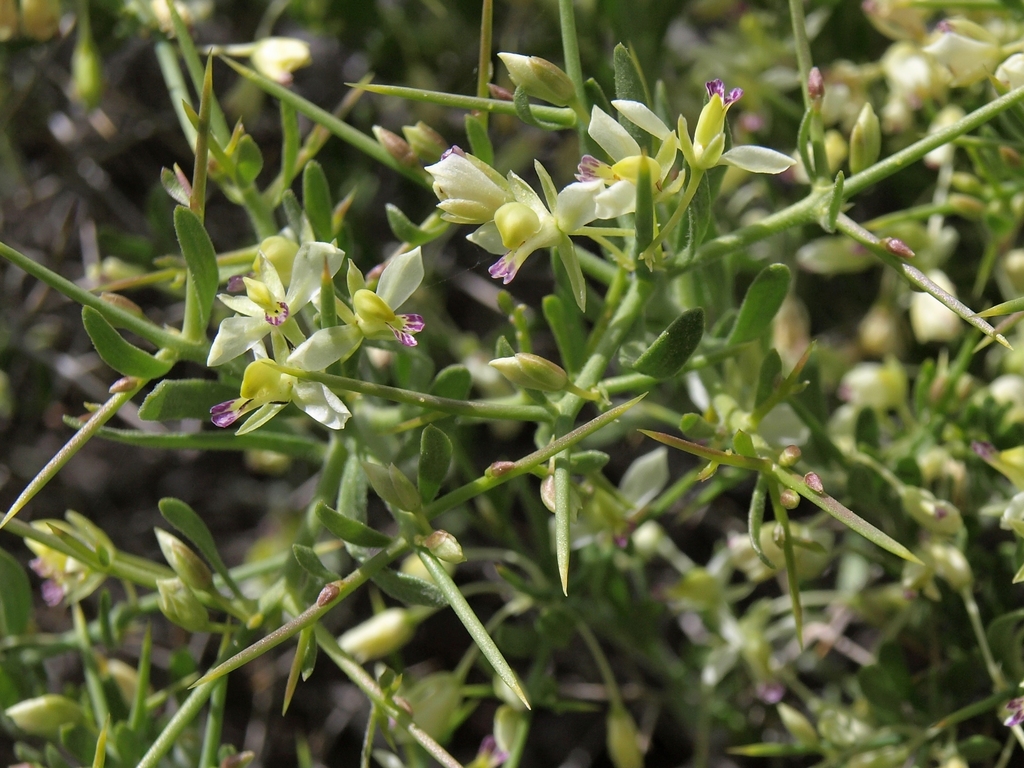 Rhinotropis intermontana (Intermountain milkwort), native California subshrub