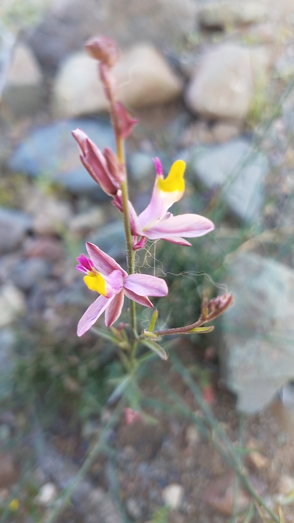 Rhinotropis sp. (Milkwort), California perennial