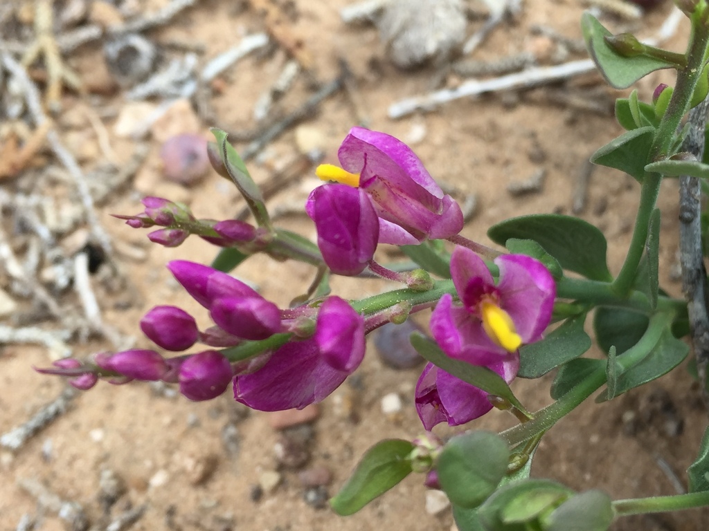 Rhinotropis subspinosa (Spiny milkwort), native California shrub