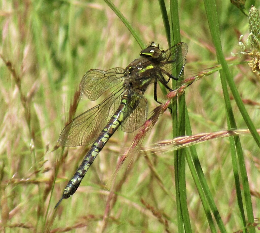 Rhionaeschna californica (California Darner), California species