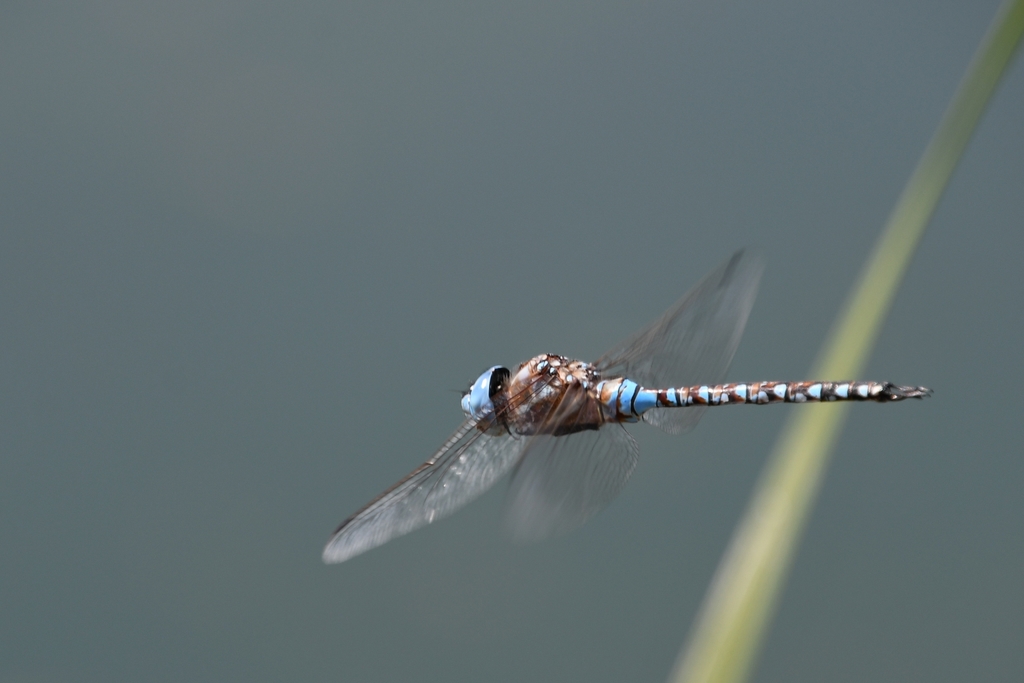 Rhionaeschna multicolor (Blue-eyed Darner), California species